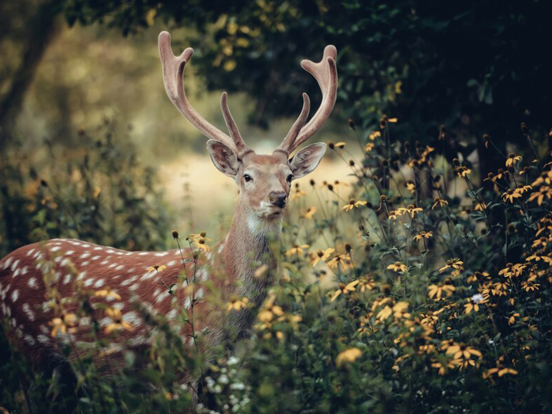 deer at the forest